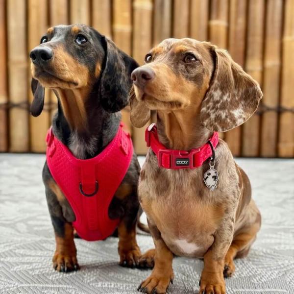 DOOG - Neosport Neoprene Dog Collar Red - Gr. L DOOG - Neosport Neoprene Dog Collar Red - Gr. L